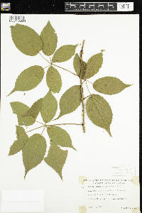 Rubus allegheniensis image