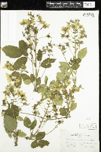 Rubus allegheniensis image