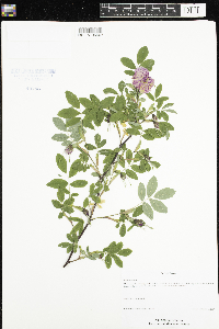 Media resource of Rosa cinnamomea