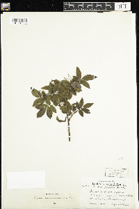 Rosa cinnamomea image