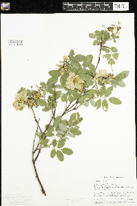 Media resource of Rosa majalis