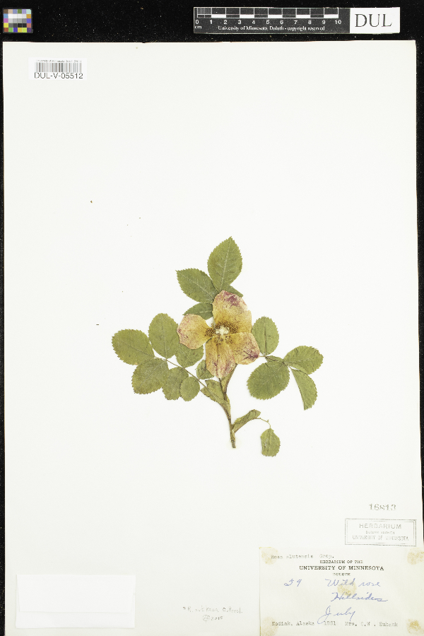 Rosa aleutensis image