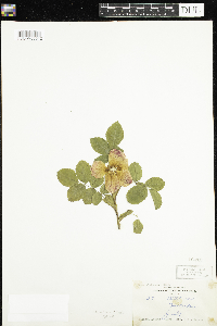 Media resource of Rosa aleutensis