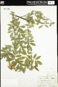 Rosa palustris image