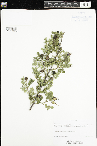 Rosa cinnamomea image