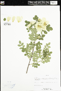 Rosa cinnamomea image