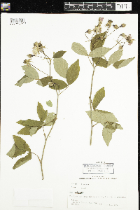 Media resource of Rosa setigera