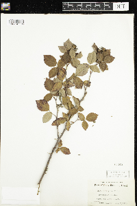 Rosa setigera image