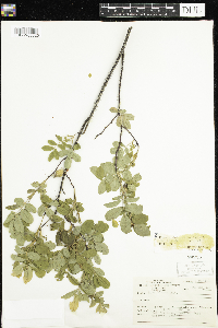 Rosa x dulcissima image