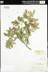 Rosa x dulcissima image