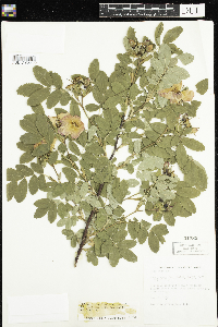 Rosa x dulcissima image