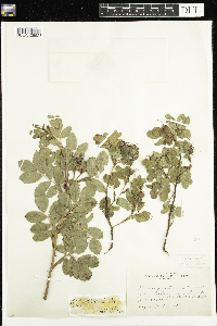 Rosa x dulcissima image