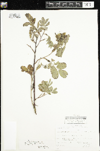 Rosa x dulcissima image