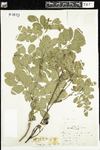 Rosa x dulcissima image