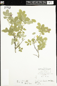 Rosa x dulcissima image