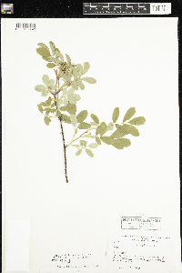 Rosa x dulcissima image