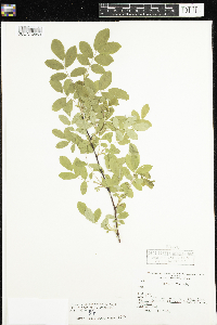 Rosa x dulcissima image