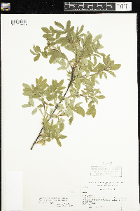 Rosa x dulcissima image