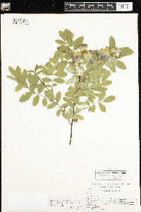 Rosa x dulcissima image