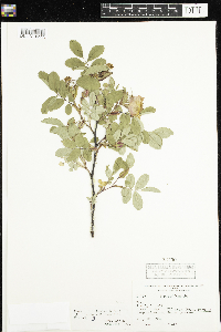 Rosa x dulcissima image