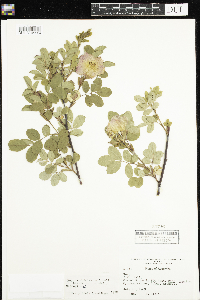 Rosa x dulcissima image