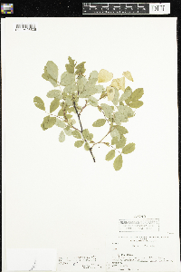 Rosa x dulcissima image