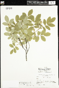 Rosa x dulcissima image