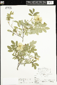 Rosa x dulcissima image