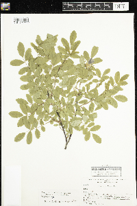 Rosa x dulcissima image