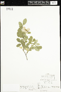 Rosa x dulcissima image