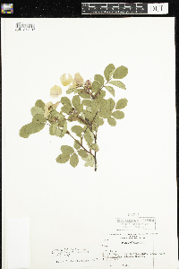 Rosa x dulcissima image