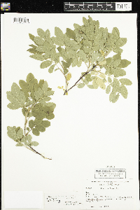 Rosa x dulcissima image