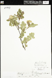 Rosa x dulcissima image