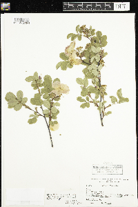 Rosa x dulcissima image