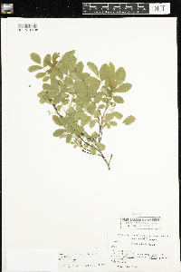 Rosa x dulcissima image