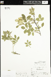 Rosa x dulcissima image