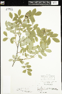 Rosa x dulcissima image