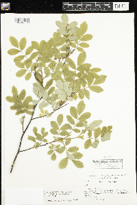 Rosa x dulcissima image