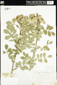 Rosa x dulcissima image