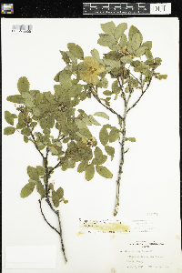 Rosa x dulcissima image