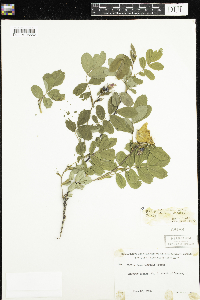 Rosa x dulcissima image