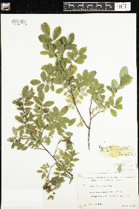 Rosa x dulcissima image