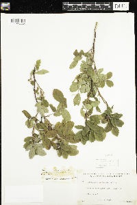 Rosa x dulcissima image