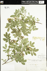 Rosa x dulcissima image