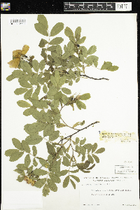 Rosa x dulcissima image