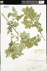 Rosa x dulcissima image