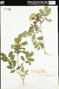Rosa x dulcissima image