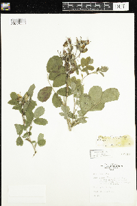 Rosa x dulcissima image