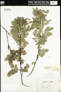 Image Associated With the Occurrence