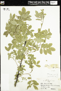 Rosa x dulcissima image